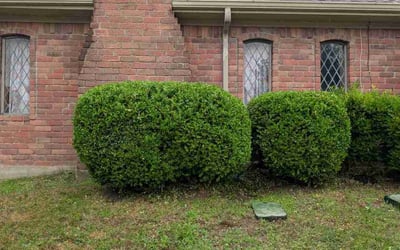 Photo of Kathy H.'s yard after getting landscaping in Allen, TX