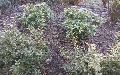 Photo of Megan D.'s yard after getting landscaping in Lake Hamilton, FL