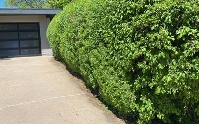 Photo of Chelsea K.'s yard after getting landscaping in Kittredge, CO