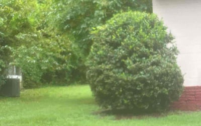 Photo of William R.'s yard after getting tree care in Clayton, NC