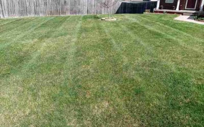 Photo of Richard H.'s yard after getting landscaping in Guilford, IN