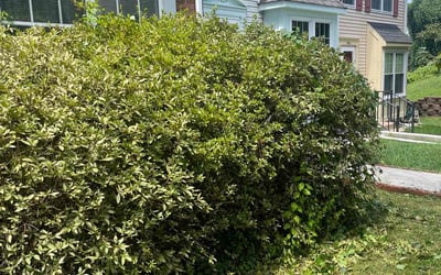 Photo of Debra T.'s yard after getting landscaping in Fallston, MD