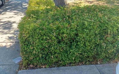 Photo of Mark W.'s yard after getting landscaping in Tracy, CA