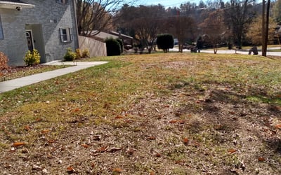 Photo of Shawn J.'s yard after getting tree care in Waxhaw, NC