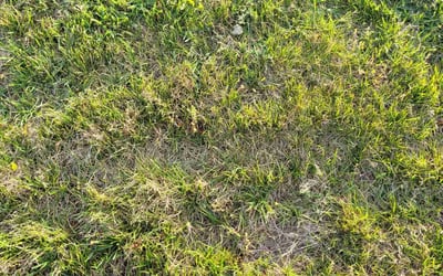 Photo of Stephanie S.'s yard after getting landscaping in Thousand Palms, CA