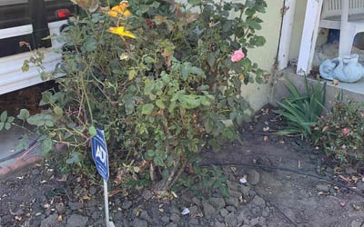Photo of Carol M.'s yard after getting landscaping in Northridge, CA