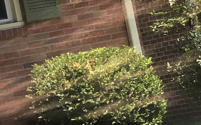 Photo of Kenneth M.'s yard after getting landscaping in Jamestown, VA