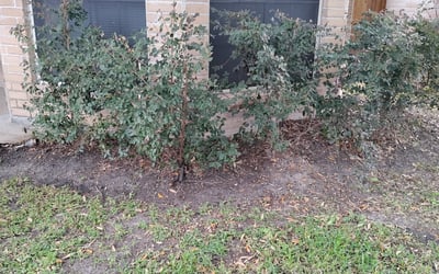 Photo of undefined D.'s yard after getting landscaping in Wallis, TX