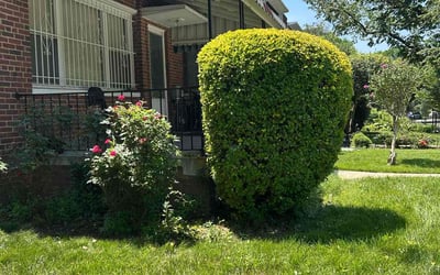 Photo of Ron B.'s yard after getting landscaping in Washington, DC