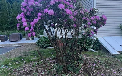 Photo of Susan P.'s yard after getting landscaping in Canton, CT