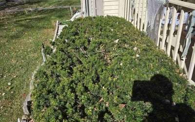 Photo of LaTosha G.'s yard after getting landscaping in Berryville, VA