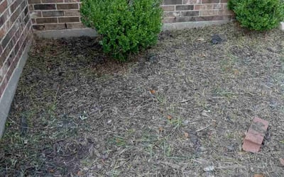 Photo of Ryan R.'s yard after getting landscaping in Freeport, TX