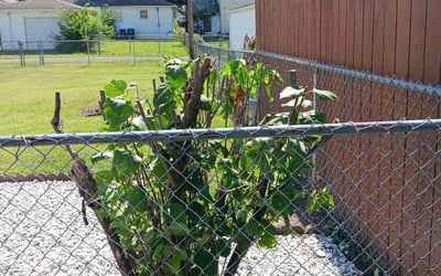 Photo of Laura M.'s yard after getting landscaping in Richwood, OH