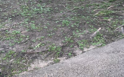 Photo of Jon B.'s yard after getting landscaping in Campbell, TX