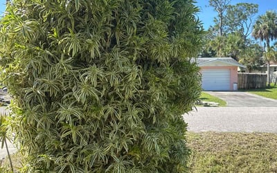 Photo of Ben F.'s yard after getting tree care in Englewood, FL