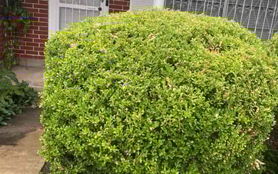 Photo of Janice N.'s yard after getting landscaping in La Vernia, TX