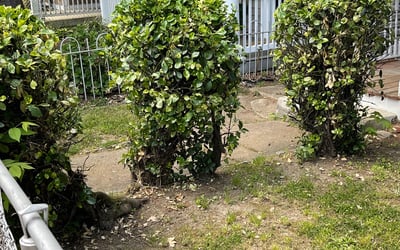 Photo of Carolyn S.'s yard after getting landscaping in The Plains, VA