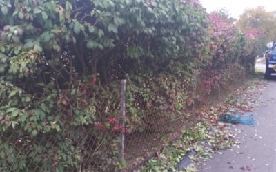 Photo of Ryan T.'s yard after getting landscaping in Germantown, KY