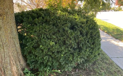 Photo of Michael K.'s yard after getting landscaping in Cleveland, MO