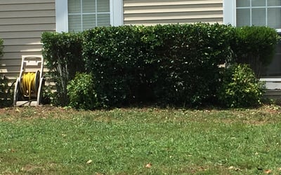 Photo of Lindsey L.'s yard after getting tree care in Matthews, NC