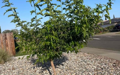 Photo of Curtis P.'s yard after getting tree care in Goleta, CA
