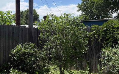 Photo of Cherrita L.'s yard after getting landscaping in Aurora, CO