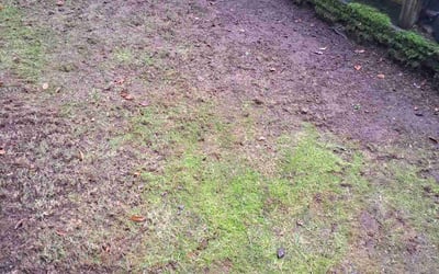 Photo of Jason W.'s yard after getting landscaping in Darrington, WA