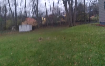 Photo of Eileen W.'s yard after getting tree care in Schenectady, NY