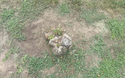Photo of Lorraine S.'s yard after getting landscaping in Schenectady, NY
