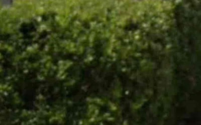 Photo of Candace T.'s yard after getting landscaping in Bellville, TX