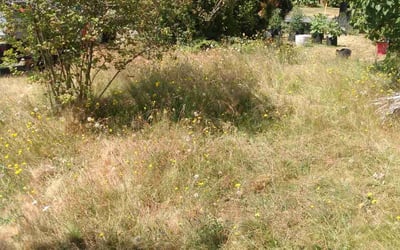 Photo of Bridget L.'s yard after getting landscaping in Snoqualmie, WA