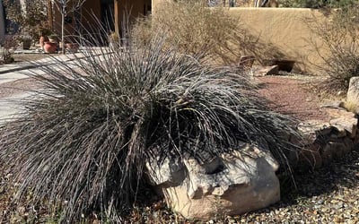 Photo of Curtis H.'s yard after getting landscaping in Los Lunas, NM