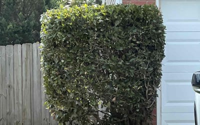 Photo of Tracey A.'s yard after getting tree care in Dallas, NC