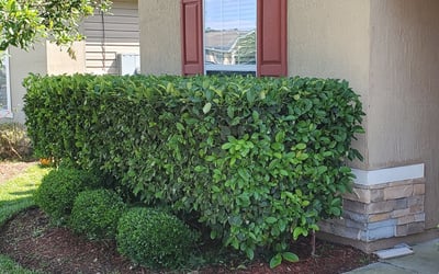 Photo of Lisa P.'s yard after getting landscaping in Keystone Heights, FL