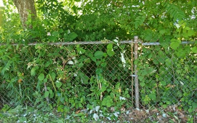 Photo of Mike P.'s yard after getting landscaping in Easton, CT