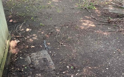 Photo of Danielle W.'s yard after getting landscaping in Troy, NY