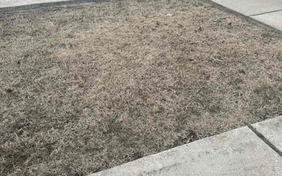 Photo of Laura T.'s yard after getting landscaping in Triangle, VA