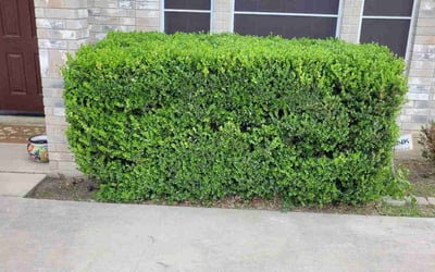 Photo of Chris H.'s yard after getting landscaping in Christine, TX