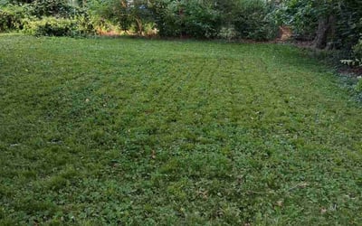 Photo of Richard D.'s yard after getting landscaping in Cleveland, MO