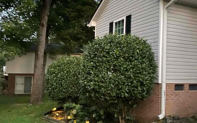 Photo of Dave B.'s yard after getting tree care in Asheville, NC