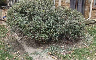 Photo of Jane M.'s yard after getting landscaping in Trimble, MO