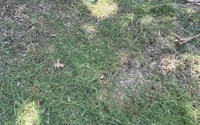 Photo of Andrea C.'s yard after getting landscaping in Haltom City, TX