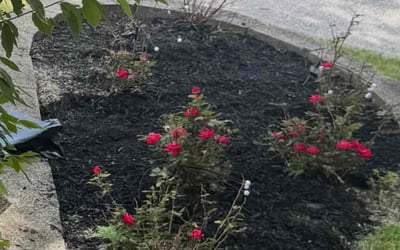 Photo of Marjorie C.'s yard after getting landscaping in Gary, IN