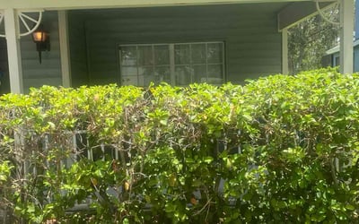 Photo of Ryan B.'s yard after getting landscaping in Wesley Chapel, FL