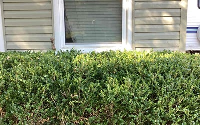 Photo of Amanda H.'s yard after getting landscaping in Moscow, OH
