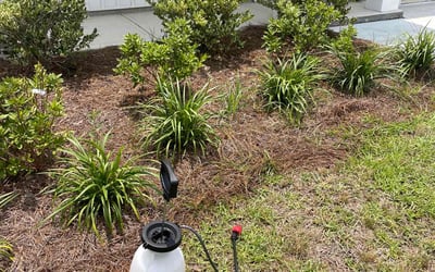 Photo of Mary P.'s yard after getting landscaping in Summerville, SC