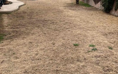 Photo of Chris J.'s yard after getting landscaping in La Vernia, TX