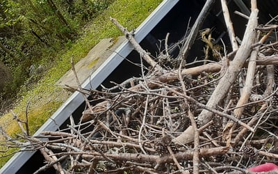 Photo of Jonathan R.'s yard after getting tree care in Sharpsburg, GA