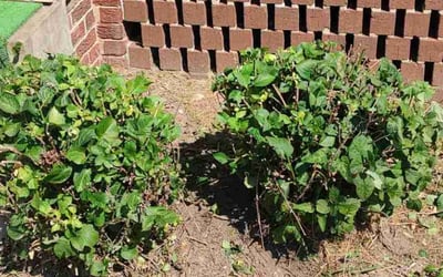 Photo of Sharon W.'s yard after getting landscaping in Amissville, VA