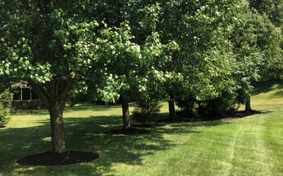 Photo of Lynn J.'s yard after getting landscaping in Williamstown, KY